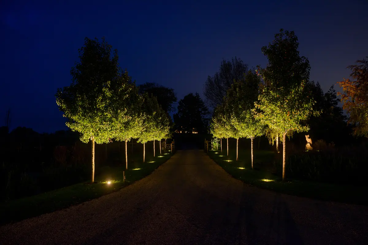 Warm uplighting along an avenue of trees lining a gravel driveway at dusk